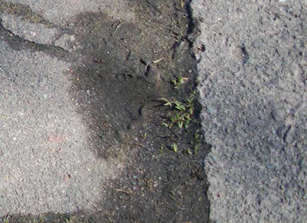 weeds between paving