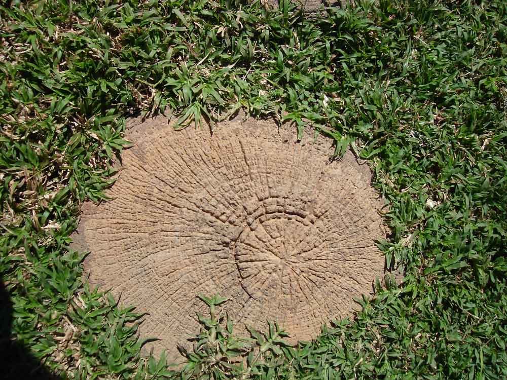 Shade of Brown Tree Ring